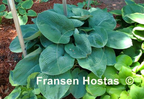 Hosta American Yeti